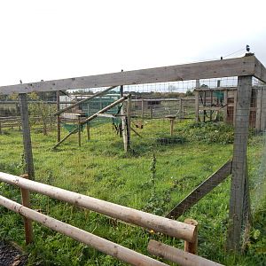 Black lemur enclosure 231022