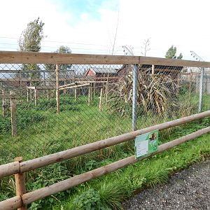 Red ruffed lemur enclosure 231022