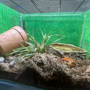 Aquarium - Sambava tomato frog exhibit 231022