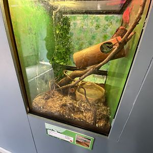 Aquarium - Standing's day gecko exhibit 231022