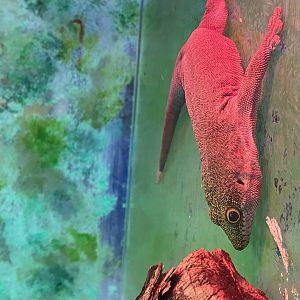 Aquarium - Standing's day gecko 231022