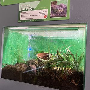 Aquarium - African bullfrog exhibit 231022