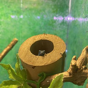 Aquarium - Williams' electric blue gecko exhibit 231022