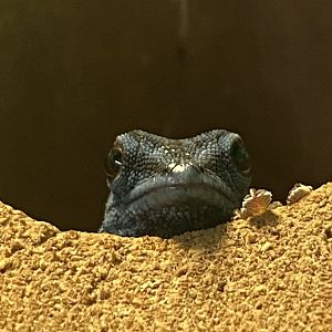 Aquarium - Williams' electric blue gecko 231022