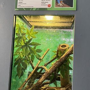 Aquarium - Williams' electric blue gecko exhibit 231022