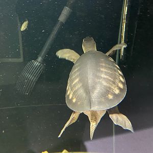 Aquarium - Pig-nosed or Fly River turtle 231022