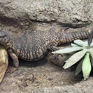 Reptile House - Saharan mastigure 231022