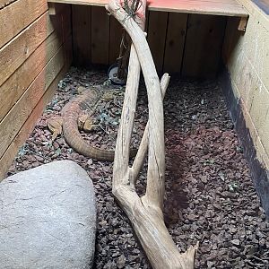 Reptile House - Yellow-spotted or Argus monitor 231022