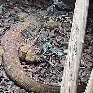 Reptile House - Yellow-spotted or Argus monitor 231022