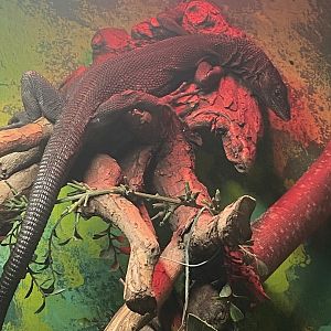 Reptile House - Black tree monitor 231022