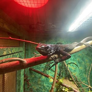 Reptile House - Black tree monitor 231022
