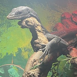 Reptile House - Black tree monitor 231022