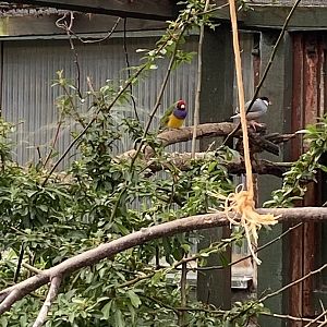 Mixed aviary - Gouldian finch and Java sparrow 231022