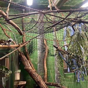 Cotton- top tamarins 231022