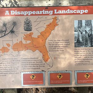 Virgin Old-growth Longleaf Forest information sign