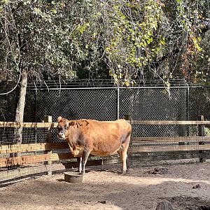 Jersey Cow on the farmstead