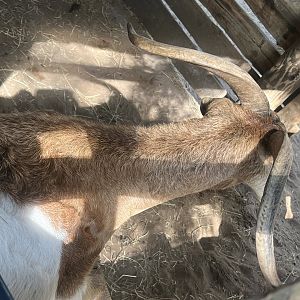 Professional Goat Rider’s view our the gate…8 seconds to glory