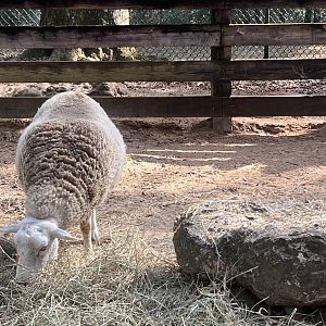 Domestic Sheep on Farmstead