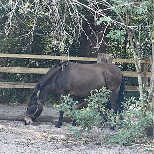 Mule on the Farmstead