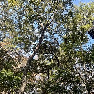 Rope and Bridge Course