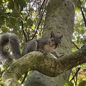 Fox Squirrel (I’m reasonably certain)
