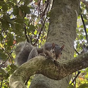 Fox Squirrel