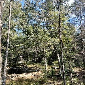 Floridian Black Bear Exhibit…take a look, it’s in there