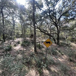 Florida Panther / Cougar Exhibit