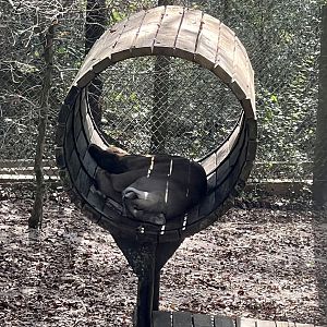 Florida Panther (or vice versa)