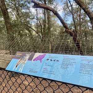 Red Wolf Exhibit
