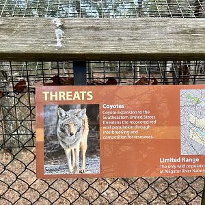 There is one reason the Red Wolf’s recovery is threatened…starts with a “C” and ends with a “oyote”