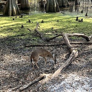 Whitetail (Florida Key?) Deer Exhibit