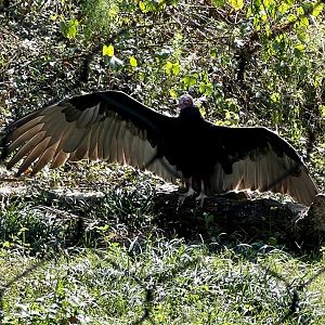 Turkey Vulture
