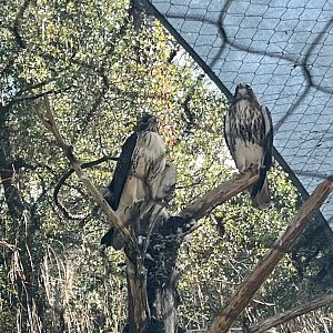 Red-tailed Hawks