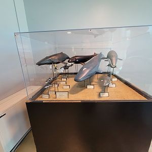 Aquarium du Quebec - Pavillon des eaux douces et salées, whale models