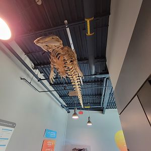 Aquarium du Quebec - Pavillon des eaux douces et salées, 2nd floor, unknown cetacean skeleton
