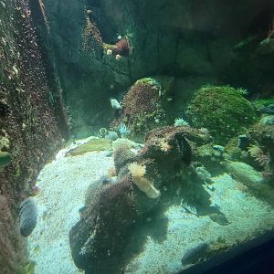 Aquarium du Quebec - Pavillon des eaux douces et salées, 2nd floor, Underwater Cliff tank