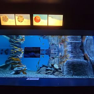 Aquarium du Quebec - Pavillon des eaux douces et salées, 2nd floor, Ocean Trenches