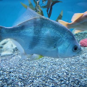 Aquarium du Quebec - Pavillon des eaux douces et salées, 2nd floor, Pile Perch