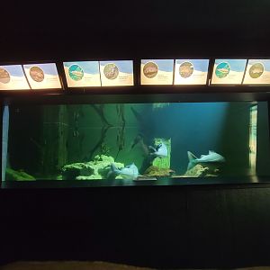 Aquarium du Quebec - Pavillon des eaux douces et salées, 2nd floor, Atlantic Gulf