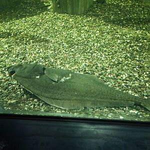 Aquarium du Quebec - Pavillon des eaux douces et salées, 2nd floor, Atlantic Halibut