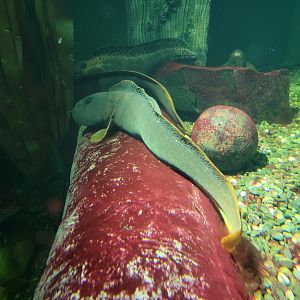 Aquarium du Quebec - Pavillon des eaux douces et salées, 2nd floor, Ocean Pout, Wolffish