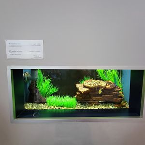 Aquarium du Quebec - Pavillon des eaux douces et salées, Figure Eight Puffer and Orange Chromide