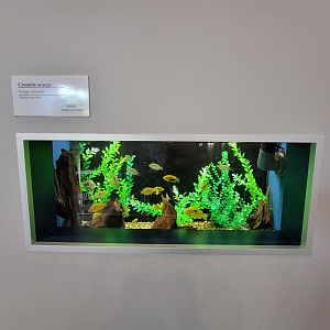 Aquarium du Quebec - Pavillon des eaux douces et salées, Orange Chromide