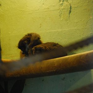 Malagsy Gaint Jumping Rat