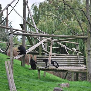 Spider monkey enclosure