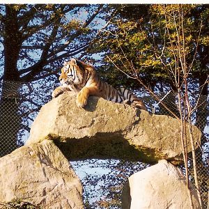 Some Old Pictures From DZP