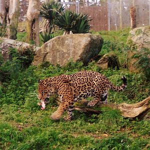 Some Old Pictures From DZP