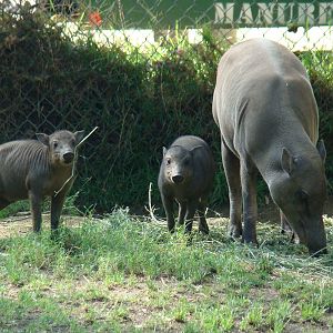 Babirusas