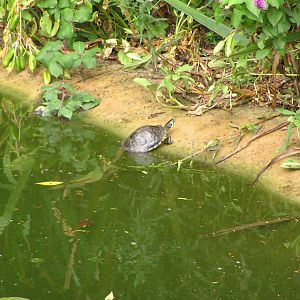 Box Turtle in Bonchurch Pond, Isle of Wight